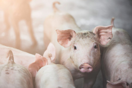 pig farming industry fattening pigs for consumption of meat , Pork is the food of the world's...