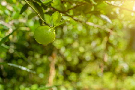 limes tree in the garden are excellent source of vitamin C.Green organic lime citrus fruit hanging on tree.の写真素材