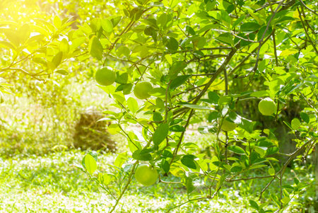limes tree in the garden are excellent source of vitamin C.Green organic lime citrus fruit hanging on tree.の写真素材