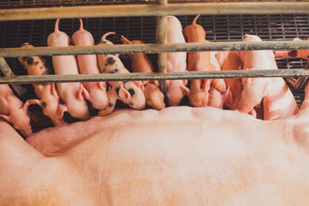 Pig farm with piglets in a cage. Animal husbandry.の写真素材
