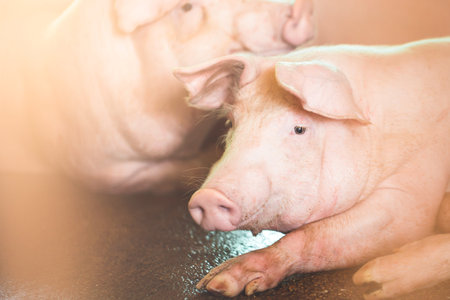 pig farming industry fattening pigs for consumption of meat , Pork is the food of the world's...