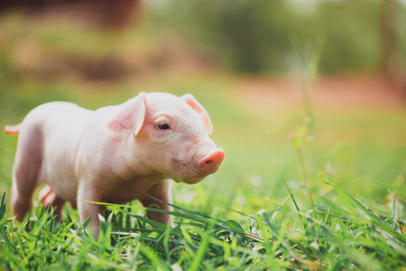 Piglet on the meadow ,pig farming industry fattening pigs for consumption of meat , Pork is the food...