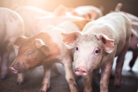 pig farming industry fattening pigs for consumption of meat , Pork is the food of the world's population.の写真素材