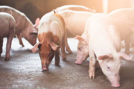 pig farming industry fattening pigs for consumption of meat , Pork is the food of the world's...