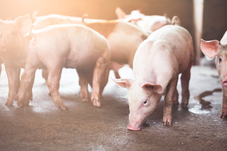 pig farming industry fattening pigs for consumption of meat , Pork is the food of the world's population.の写真素材