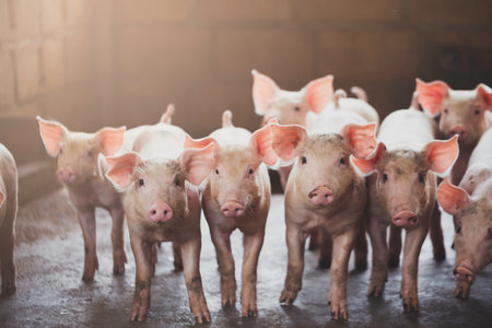 pig farming industry fattening pigs for consumption of meat , Pork is the food of the world's population.の写真素材