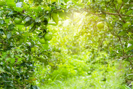 limes tree in the garden are excellent source of vitamin C.Green organic lime citrus fruit hanging on tree.の写真素材