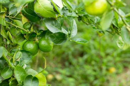 limes tree in the garden are excellent source of vitamin C.Green organic lime citrus fruit hanging on tree.の写真素材