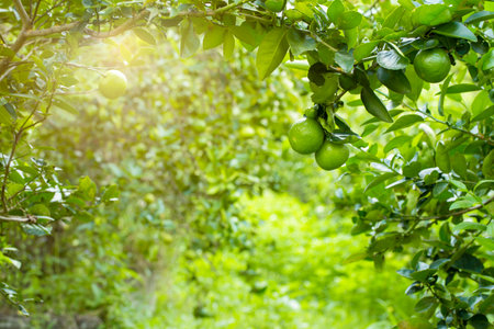 limes tree in the garden are excellent source of vitamin C.Green organic lime citrus fruit hanging on tree.の写真素材