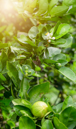 White lime blossom with green leaves in gardenの写真素材