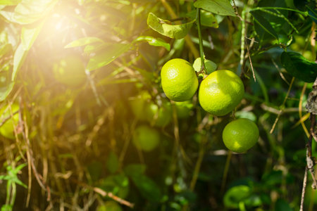 limes tree in the garden are excellent source of vitamin C.Green organic lime citrus fruit hanging on tree.の写真素材