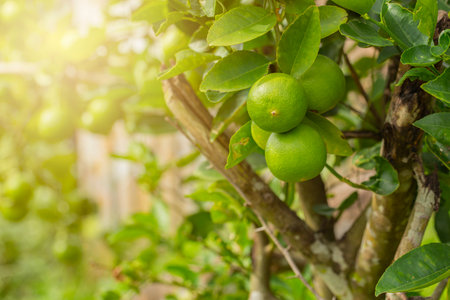 limes tree in the garden are excellent source of vitamin C.Green organic lime citrus fruit hanging on tree.の写真素材