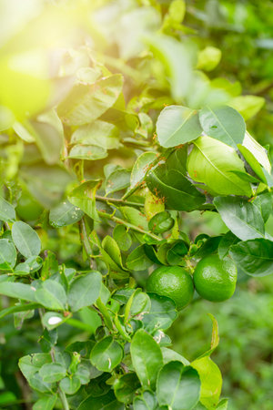 limes tree in the garden are excellent source of vitamin C.Green organic lime citrus fruit hanging on tree.の写真素材