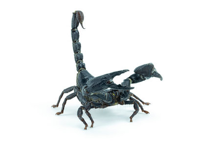 Poisonous animal,scorpion with isolate on white background.