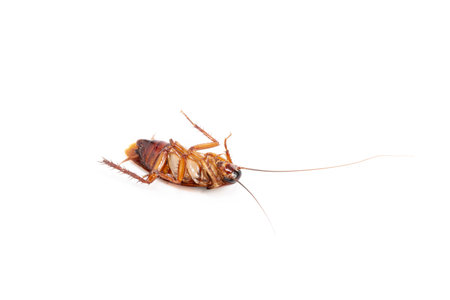 cockroach dead with isolated on white background.