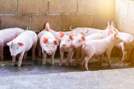 Pigs waiting feed,pig indoor on a farm yard. swine in the stall.Portrait animal.の写真素材