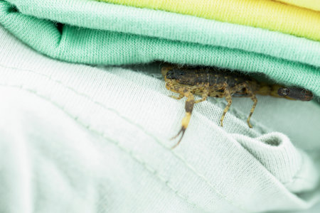 Scorpion, a dangerous beast, app hides under a towel.の写真素材