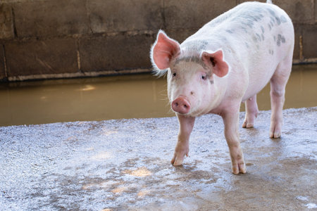 Pig in the farm. group of mammal waiting feed. swine in the stall.の写真素材