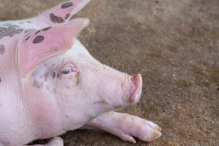 One Pig in the farm. group of mammal waiting feed. swine in the stall.の写真素材