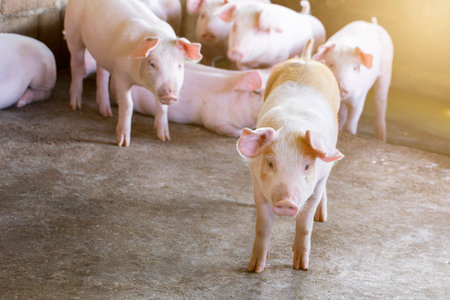Pigs waiting feed,pig indoor on a farm yard. swine in the stall.Portrait animal.の写真素材