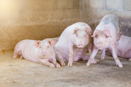 Pigs waiting feed,pig indoor on a farm yard. swine in the stall.Portrait animal.の写真素材