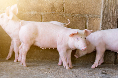 Pigs waiting feed,pig indoor on a farm yard. swine in the stall.Portrait animal.の写真素材