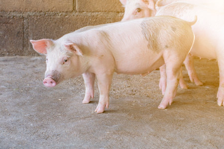 Pigs waiting feed,pig indoor on a farm yard. swine in the stall.Portrait animal.の写真素材