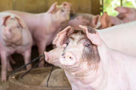 Pigs waiting feed,pig indoor on a farm yard. swine in the stall.Portrait animal.の写真素材