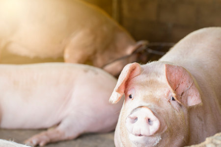 Pigs waiting feed,pig indoor on a farm yard. swine in the stall.Portrait animal.の写真素材
