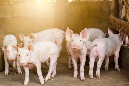 Pigs waiting feed,pig indoor on a farm yard. swine in the stall.Portrait animal.の写真素材