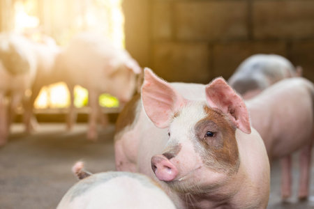 Pigs waiting feed,pig indoor on a farm yard. swine in the stall.Portrait animal.