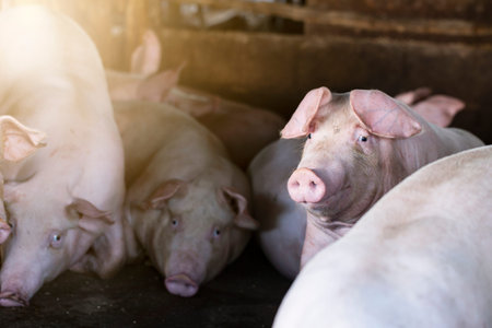 Pigs waiting feed,pig indoor on a farm yard. swine in the stall.Portrait animal.