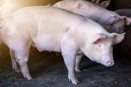 Pigs waiting feed,pig indoor on a farm yard. swine in the stall.Portrait animal.