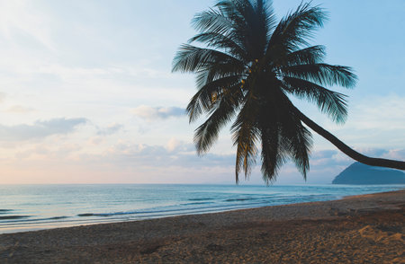 Coconut palm tree on the beach and sea in the morning