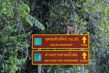 Nakhon Ratchasima, Thailand - 1 May 2019: A monkey on guide post in Khao yai national park.のeditorial素材