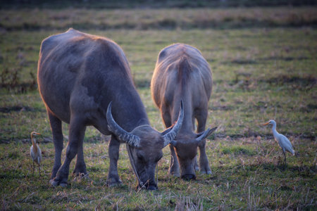 Two buffalo eating some grasses at Nakhonnayok province, Thailandの写真素材