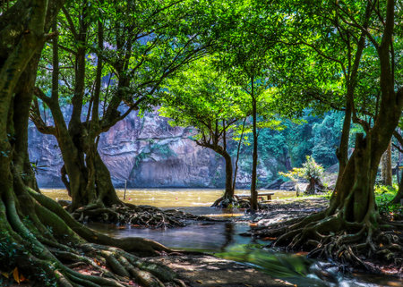 Forest view in Namtokchattarkan national park, Thailandの写真素材