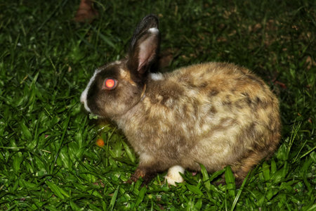 Wild rabbit in the night at Khao Yai national park, Thailandの写真素材