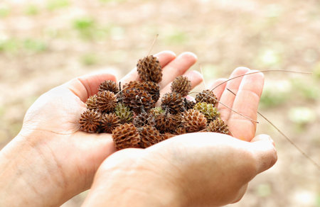 Mini Pine cones, Christmas tree, Thailandの写真素材