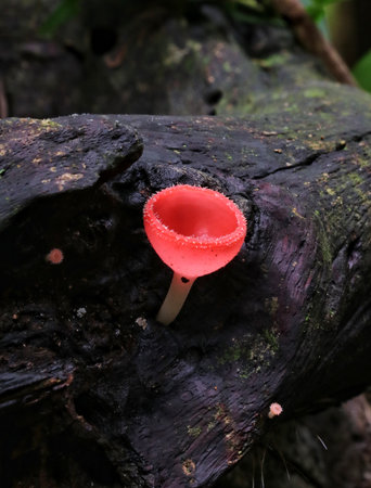 Champagne mushroom on rotten wood at Khao Yai National park, Thailandの写真素材