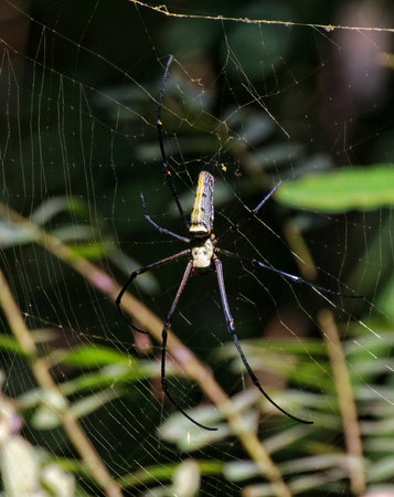 Giant Golden Orb Weaver (Nephila pilipes) in Kaeng Krachan National Park, Thailandの写真素材