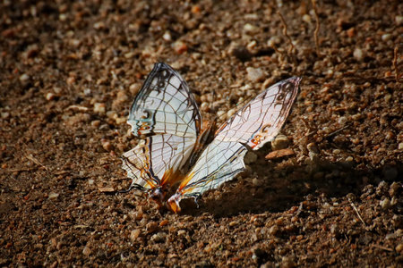 The common map butterfly, Cyrestis thyodamas, Thailand