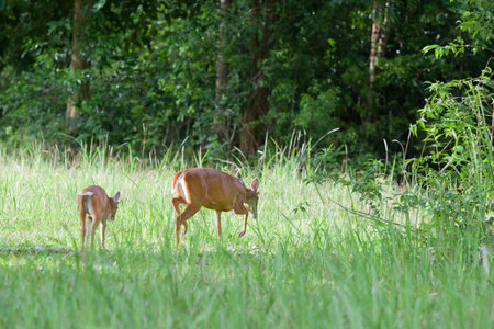 Barking deer family (Muntiacus muntjak) in Khao Yai national park, Thailandの写真素材