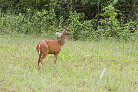 Barking deer family (Muntiacus muntjak) in Khao Yai national park, Thailandの写真素材