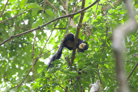 Black giant squirrel (Ratufa bicolor), Khao Yai National Park, Thailandの写真素材
