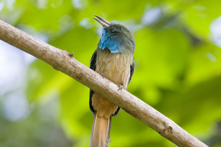 Blue-bearded Bee-eater on the tree branch in Khao Yai National Park, Thailandの写真素材