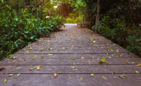 Wooden bridge between the line of tree in forest.の写真素材