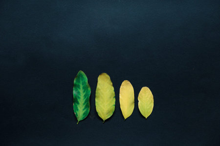 Colorful fall leaves on the slate background. Autum in green