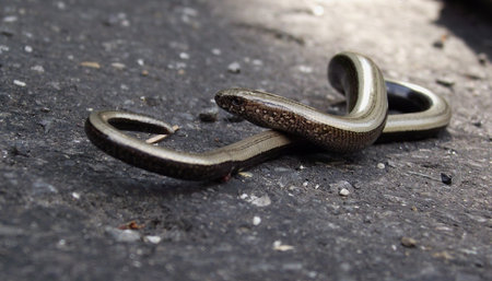 Little snake