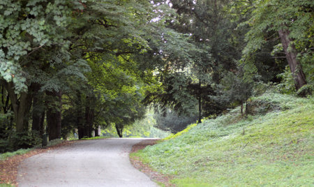 Forest road goes nowhere